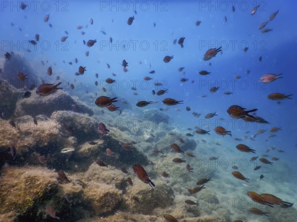 Sea Life Underwater Rocks Sunlight, Underwater Life, wildlife