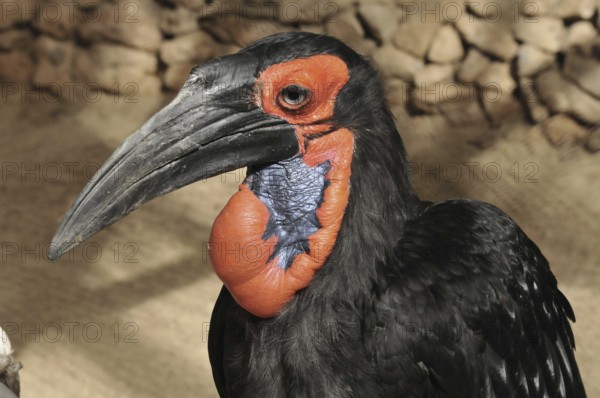 Kaffir Hornbill (Bucorvus leadbeateri)