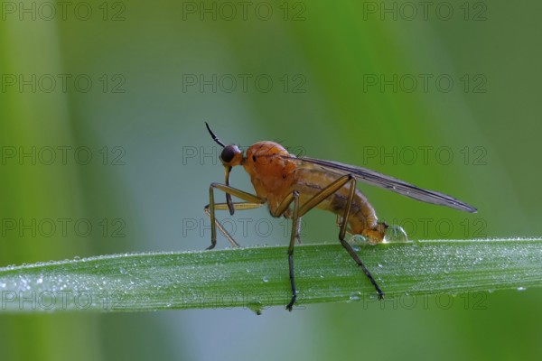 Empis stercorea (Empis stercorea)