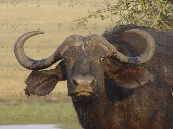Buffalo, African (Syncerus caffer)