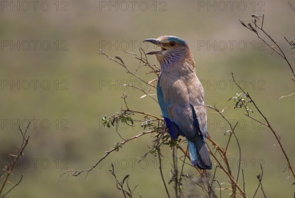 Hindu Roller (Coracias benghalensis)