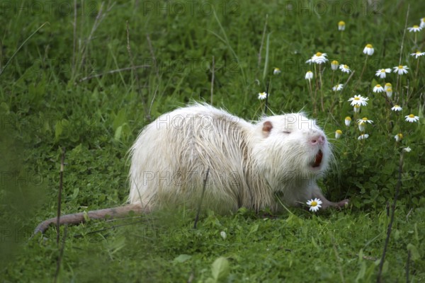 Nutria (Myocastor coypus)
