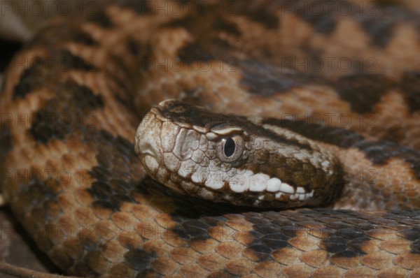 Vipera orlovi (Vipera orlovi)