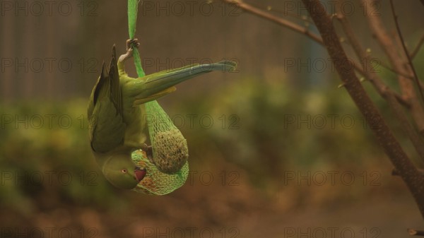 Collared parakeet (psittacula krameri)