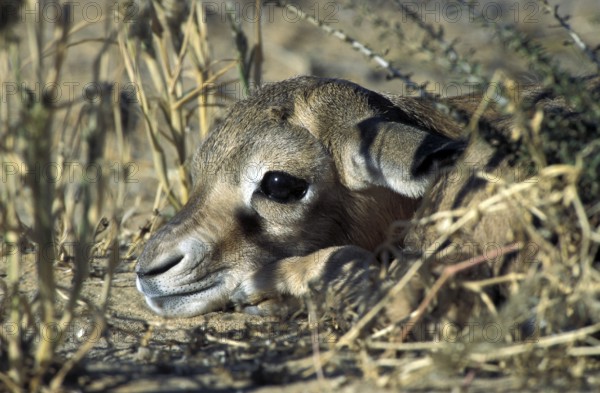 Springbok (Antidorcas marsupialis)