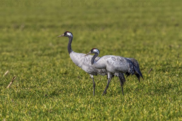 Crane (Grus grus)