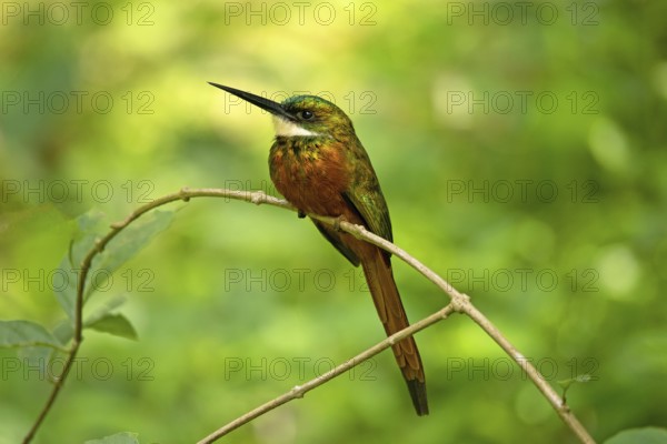 Red-tailed Jacamar (Galbula ruficauda)