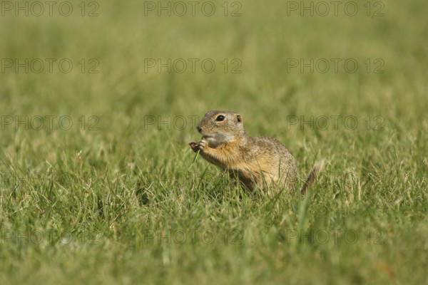 European ground squirrel (Spermophyllus citellus)