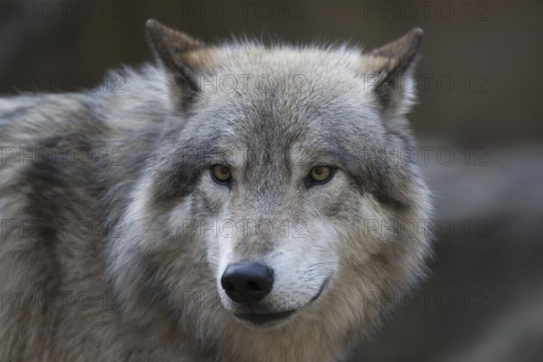 European gray wolf (canis lupus)