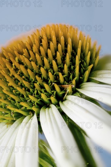 Echinacea purpurea, white garden form, hedgehog's head (Echinacea purpurea)