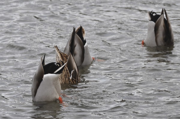 Tail in the air (Anas platyrhynchos)
