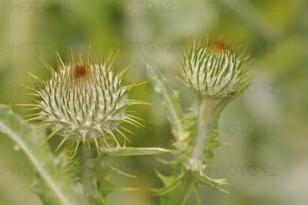 Thistle blossom, close-up, Cotton thistle, Thistle, Cirsium eriophorum, Onopordum acanthium, Cotton Thistle, Cotton thistel
