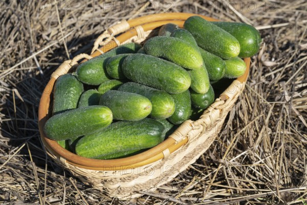 Freshly picked green organic cucumbers in wicker basket standing on hay. Healthy eco vegetables on agricultural farm in summer sunny day