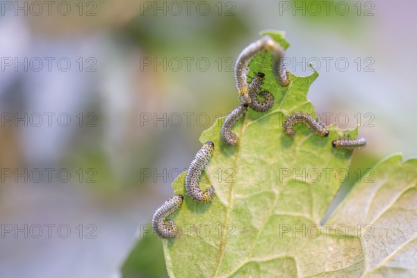 Yellow gooseberry leaf wasp (Nematus ribesii), large cluster on a gooseberry leaf (Ribes uva-crispa), North Rhine-Westphalia, Germany