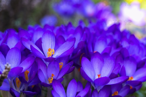 Beautiful springflower crocus in the garden