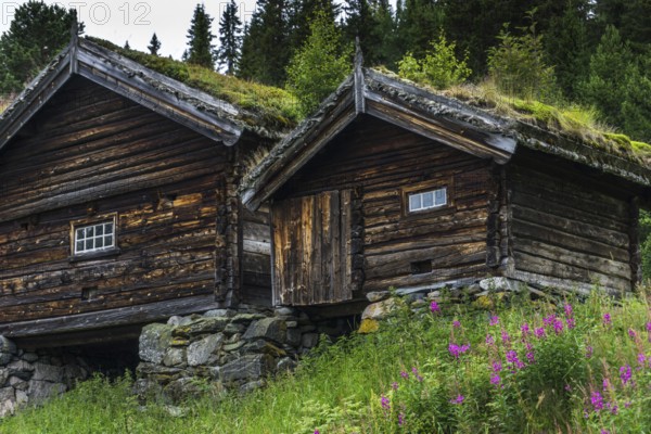 Traditional Timber house with grass roof in the Setesdal in Norway in natural landscape. Old Timber house in the Setesdal in Norway in natural landscape