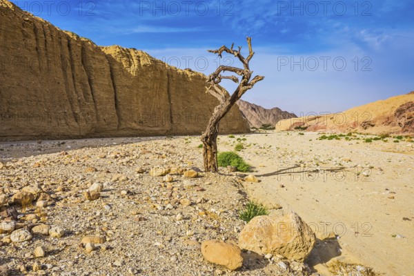 The stone desert in neighborhood of the sea resort of Eilat. Walking route on picturesque Black canyon. Fancifully curved dried tree