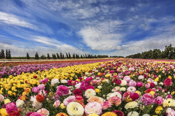 Israeli kibbutz on the border with the Gaza Strip. Spring carpet of flowers. Huge field of blossoming garden buttercups