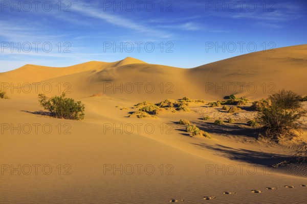 Mesquite Flat Sand Dunes. Bright solar morning in picturesque part of Death Valley. Gentle slopes of sandy barkhans shine orange light