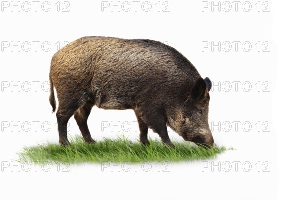 Wild boar