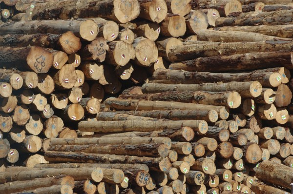 Piles of Pinus radiata logs for export at Port of Lyttleton, South Island, New Zealand