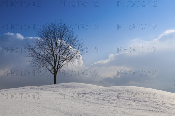 Lonely tree in a winter landscape under blue sky