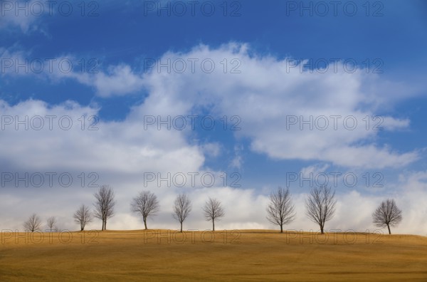 Lonely tree on the empty golf course in autumn