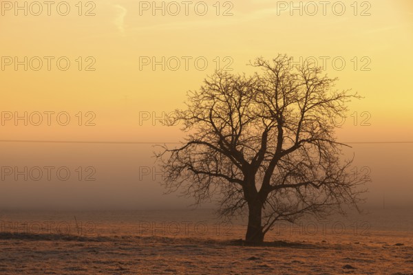 Lonely tree on the field at mysterious sunrise