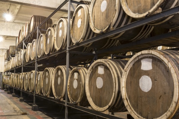 Scotch Whisky Barrel rows. Whiskey and brandy distillery. Oak barrel used to age whiskey