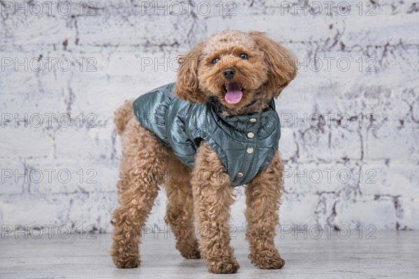 Small funny dog of brown colour with curly hair of toy poodle breed posing in clothes for dogs. Subject accessories and fashionable outfits for pets. Stylish overalls, suit for cold weather for animal