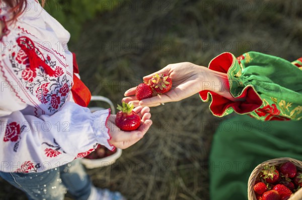 Closeup of woman's hands holding basket with organic garden summer strawberry berries. Healthy lifestyle and healthy eating. Vegetarian snack.fruit and berries