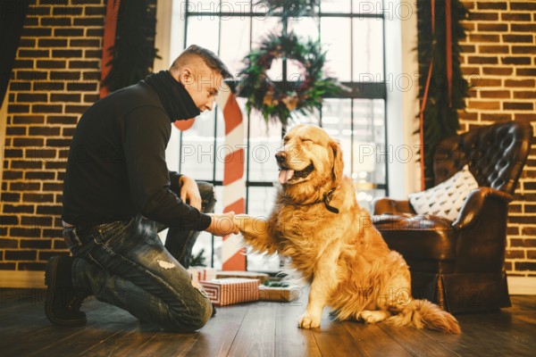 Friendship of man and dog. Pet golden retriever breed labrador shaggy dog. A man trains, teaches a dog to give a paw, to execute commands at home on Christmas
