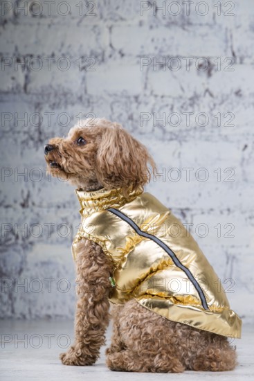 Small funny dog of brown colour with curly hair of toy poodle breed posing in clothes for dogs. Subject accessories and fashionable outfits for pets. Stylish overalls, suit for cold weather for animal