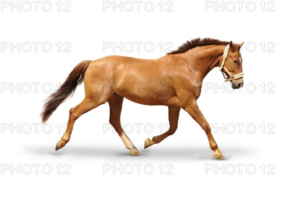 Horse at a gallop