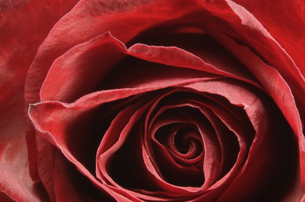Rose bud on fork
