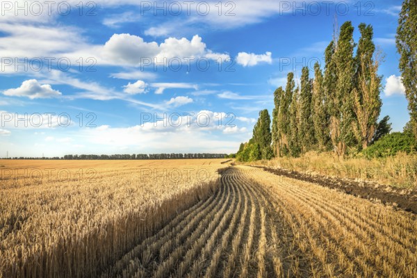 Field of growing and mowed wheat under blue cloudy sky