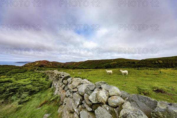 Hilly landscape with green meadows, sheep and stone wall, dry stone wall on the edge of Snowdonia National Park, Penmaenmawr, Dwygyfylchi, Caernarfonshire, Conwy County Borough, Wales, United Kingdom