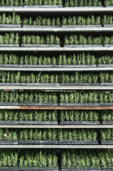 Spice rosemary in a pot on shelf