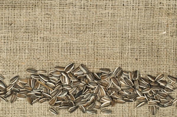 Closeup raw sunflower seeds on burlap. Arranged as border