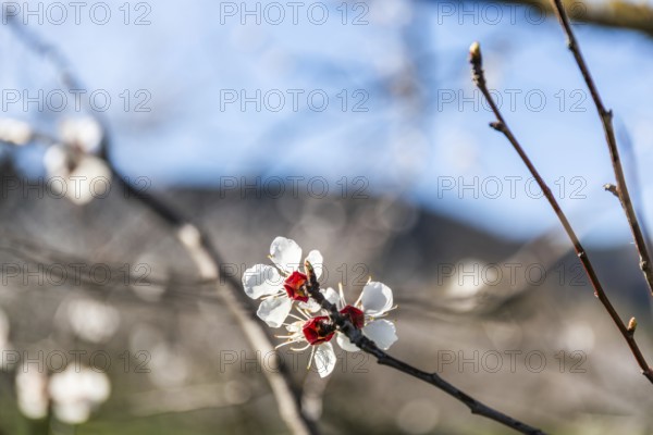 Blue sky, apricot blossom, apricot blossom, Wachau, Lower Austria, Austria