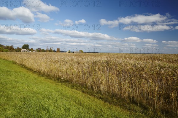 Impressions of the Fischland peninsula, between Ahrenshoop and Wustrow, Mecklenburg-Vorpommern, Germany