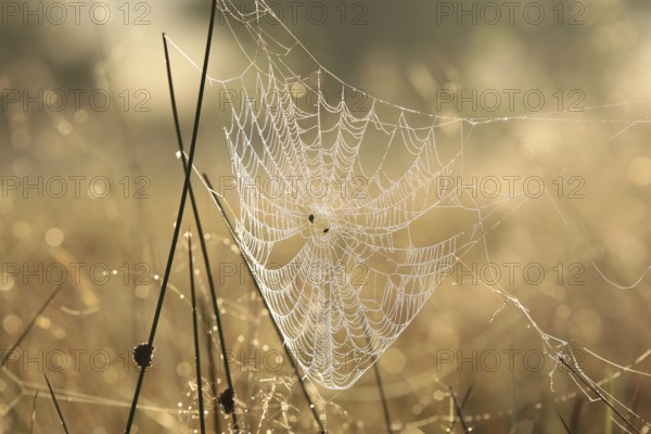 Spider web on a meadow during sunrise