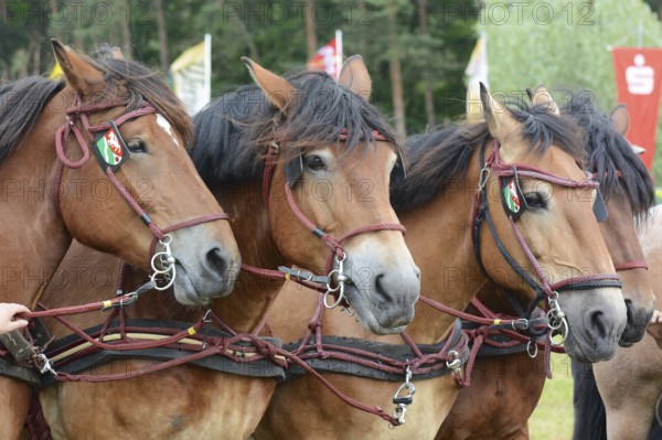 Cold-blooded horses as the titans of the race in Brück, Brandenburg