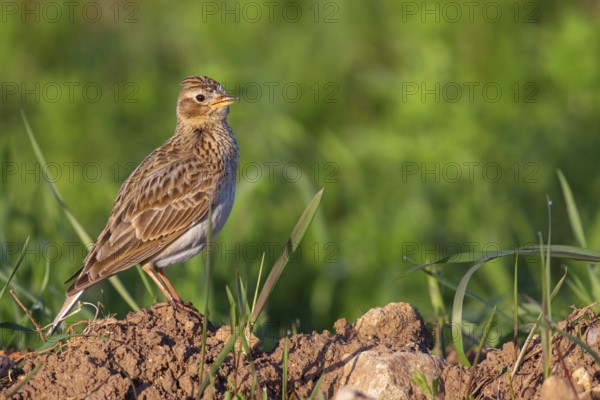 Skylark, Eurasian Sky Lark, Eurasian Skylark, Alauda arvensis, Alouette des champs, Alondra Com?n, Erpolzheim, Bad Dürkheim district, Rhineland-Palatinate, Germany