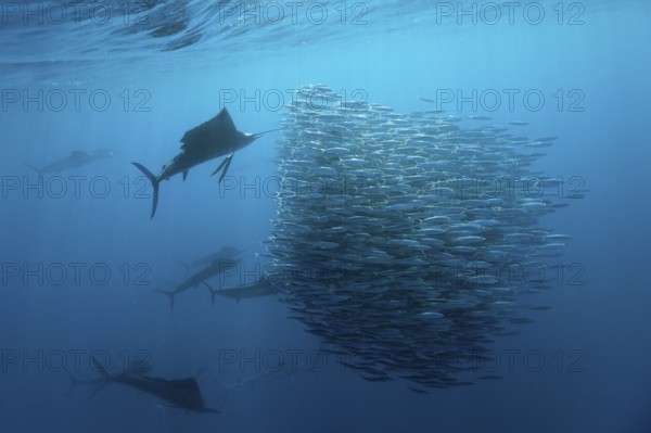 Atlantic fanfish hunting sardines, Istiophorus albicans, Isla Mujeres, Yucatan Peninsula, Caribbean, Mexico