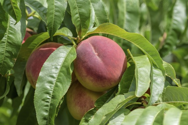 Peach (Prunus persica 'Poysdorfer Weingartenpfirsich'), Baum- und Rebschule Schreiber KG, Poysdorf, Lower Austria, Austria