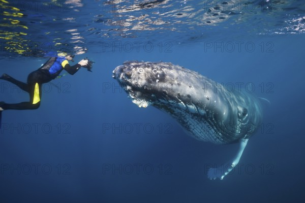 Snorkeller and humpback whale, Megaptera novaeangliae, Silver Bank, Atlantic Ocean, Dominican Republic