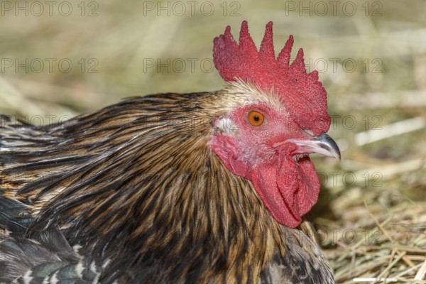 Farmyard rooster portrait with colorful plumage lying in the hay in the sun, free-range breeding in the open air. Bas-Rhin, Alsace, Grand Est, France