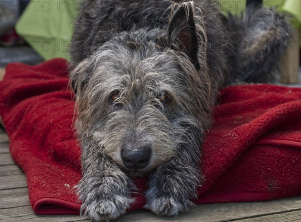 Portrait of an Irish Wolfhound (Canis lupus familiaris) with a dachshund look
