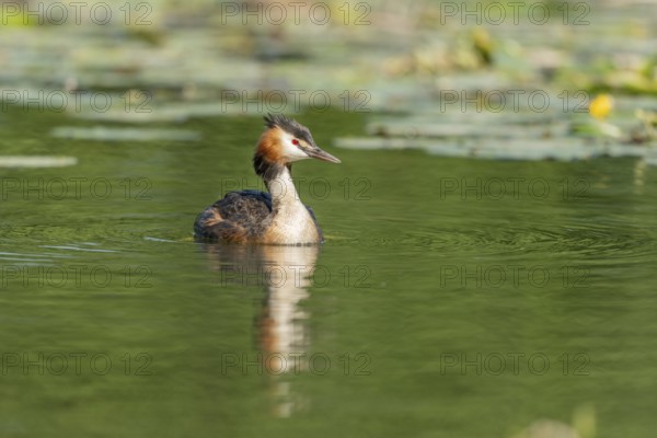 Great Crested Grebe (Podiceps cristatus) on a river. Bas-Rhin, Collectivite europeenne d'Alsace, Grand Est, France